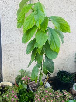 Avocado Tree