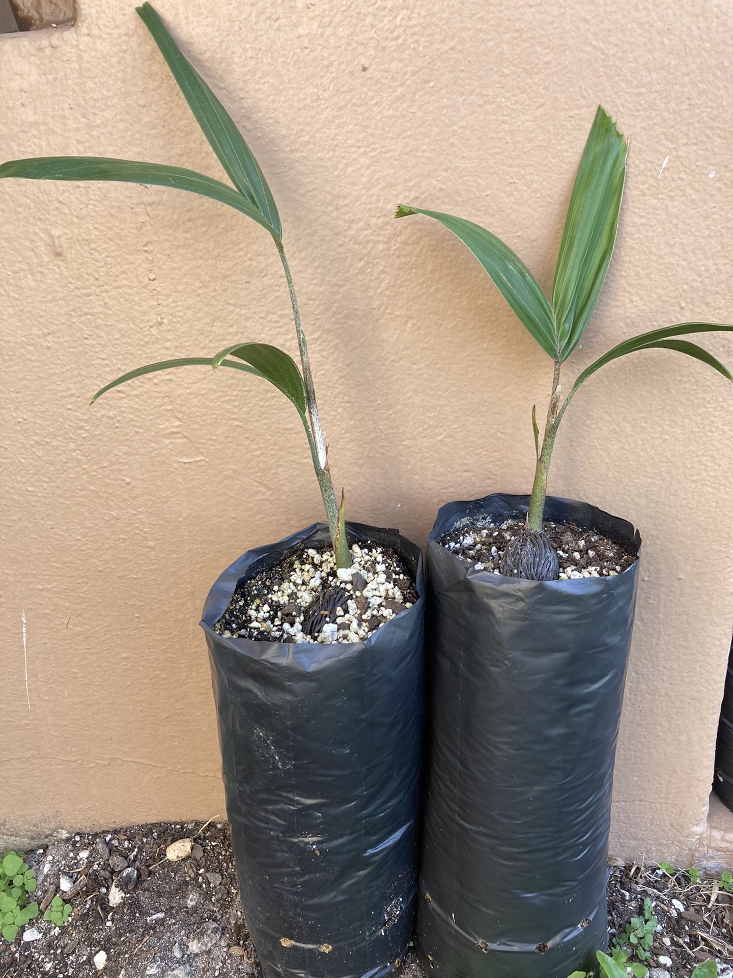 Foxtail Palm Plant