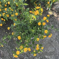 Yellow Lantana 5 Gallon 
