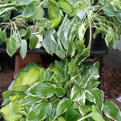 Assorted  Hosta  Plants