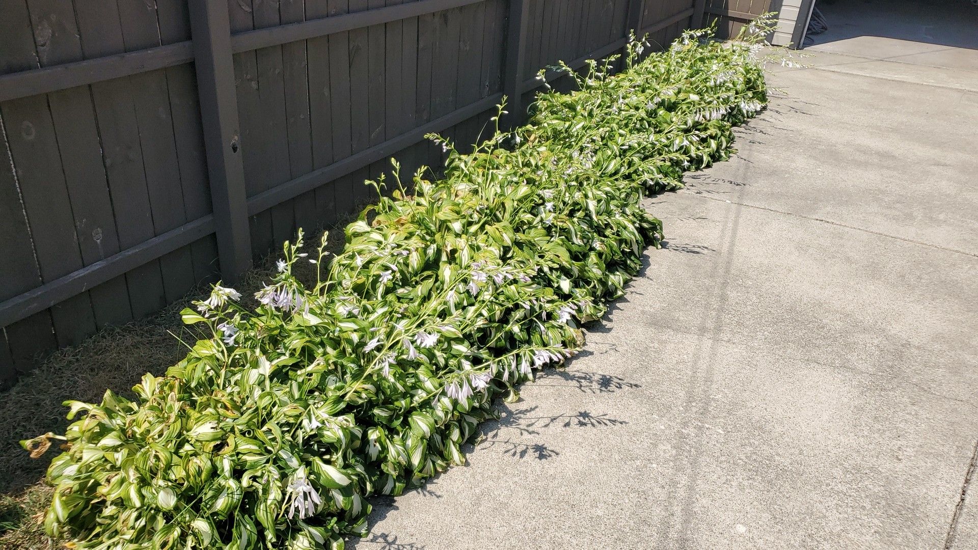 Hosta plants