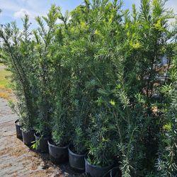 Podocarpus 4 To 5 Feet Tall Full Green  Fertilized  Ready For Planting Instant Privacy Hedge  Same Day Transportation 