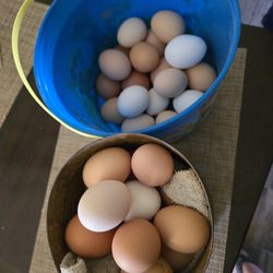 Fresh Eggs