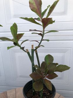 MILK BUSH PLANT FULLY ROOTED  SMALL