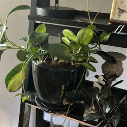 Hoya Australis Plant