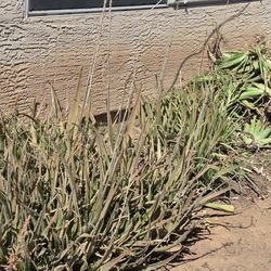 Aloe Vera  trimmings