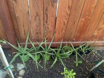 Aloe vera plants