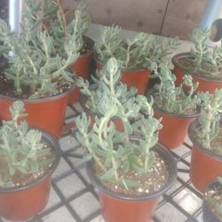 Plants For Sale 