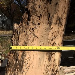 Bug  Eaten Spalted Maple 