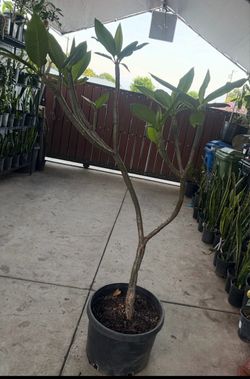 Plumeria