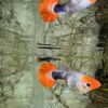 Rob Aquatics