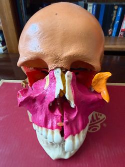 Anatomy skull
