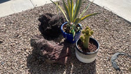 Rocas volcánicas y plantas