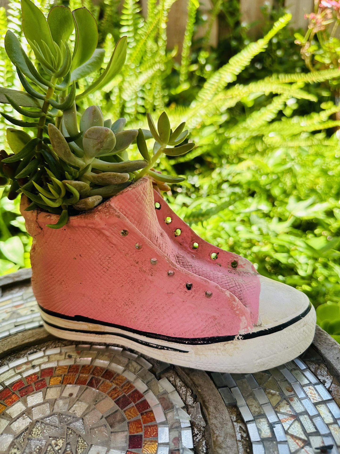 Succulent In A Pink Clay Shoe