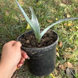 Agave Plant
