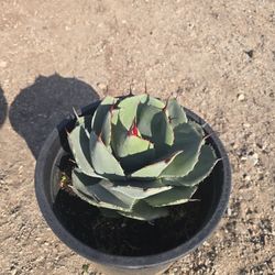 Parry's agave