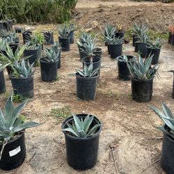 Agave Plants