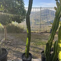 Large Ocotillo Plant