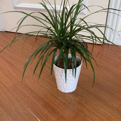 House Plant With vase