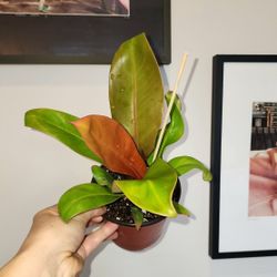 Philodendron Prince Of Orange. Highly Variegated. 4inch Pot