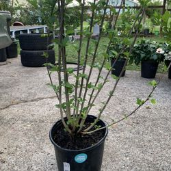 Rose Of Sharon Tree 