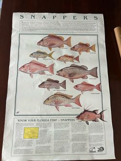 Know Your Florida Fish (Snappers) Vintage Poster