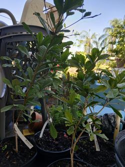 Miracle fruit trees