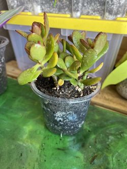 Jade Plant