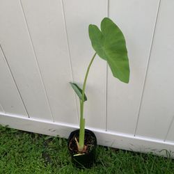 Edible Elephant Ear Plant 
