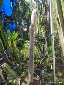 Oh man cactus plant good size