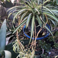 Planta De Sombra