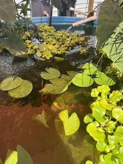 Pond Plants For Sale