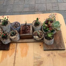 Live Plants In Decorative Planters .$10 To $ Each.15