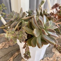 Succulent in planter