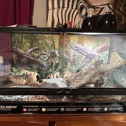 Bearded Dragon With Complete set up