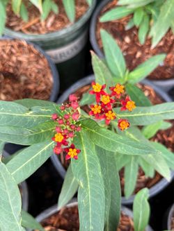 Healthy Milkweed Flowering Plant 1 gallon