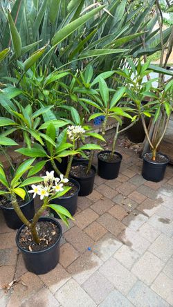 Plumaria cuttings