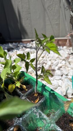 Plants - peppers, tomatoes, eggplant