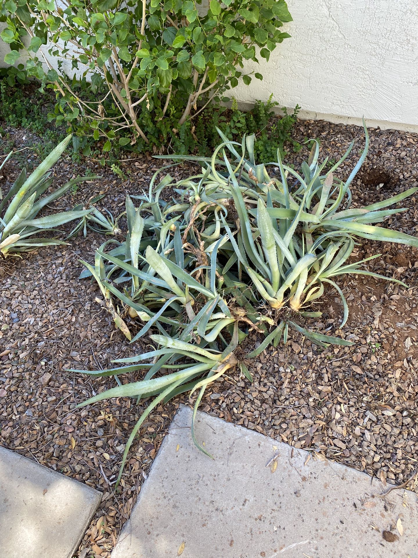 Agave Plants