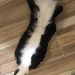 New Medium Dog Skunk Costume Halloween