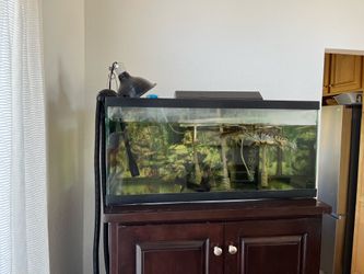 40 gallon breeder tank and fluval filter