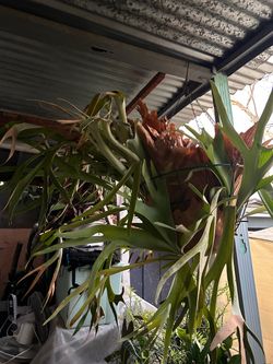 Staghorn Fern