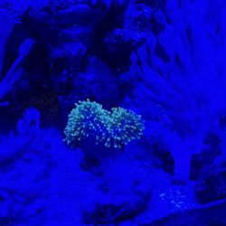 Neon Green Toadstool leather Coral corals