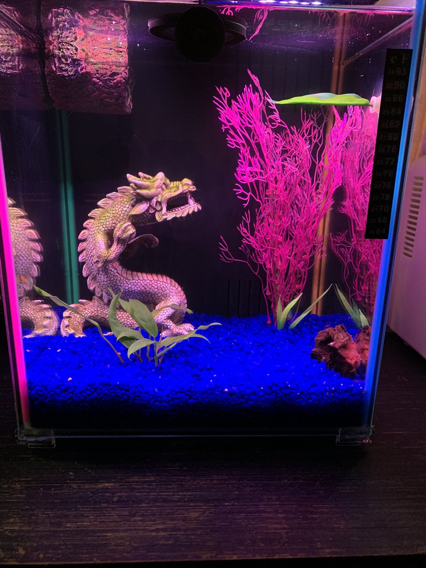 Aquarium