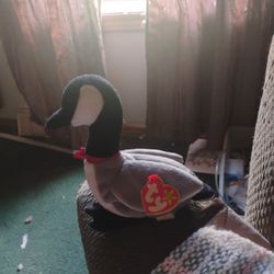 March 29 1998 Loosy The Goosy