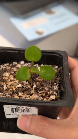 Pilea peperomioides.  Chinese money plant