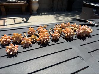Succulent cuttings