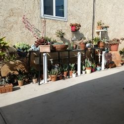 succulents