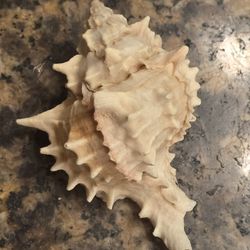25.00

Real Murex Ramosus Seashell: Spikey Pink & White Nautical Decor (5.5-6 in)