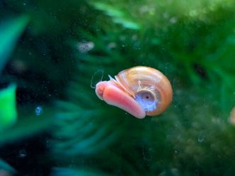 FREE!! Ramshorn Snail Decorations